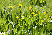 Arrowleaf Balsamroot or Balsamorhiza sagittata  Balsamorhiza sagittata,Geotagged,Summer,United States