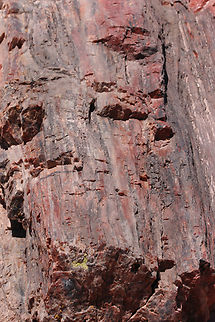 Petrified Tree or Araucarioxylon arizonicum Petrified tree in the Arizona Petrified Forest National Park
https://www.jungledragon.com/image/151189/petrified_tree_or_araucarioxylon_arizonicum.html

There are miles of large petrified tree logs. Colors range the spectrum of the rainbow and caused by the mineral most prominent. 
Black=carbon
Green/blue=copper, cobalt or chromium
Yellow=manganese oxides
Purple=manganese
Brown and red=iron oxides Araucarioxylon arizonicum,Geotagged,Minerals,Summer,United States,petrified wood