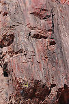 Petrified Tree or Araucarioxylon arizonicum Petrified tree in the Arizona Petrified Forest National Park<br />
https://www.jungledragon.com/image/151189/petrified_tree_or_araucarioxylon_arizonicum.html<br />
<br />
There are miles of large petrified tree logs. Colors range the spectrum of the rainbow and caused by the mineral most prominent. <br />
Black=carbon<br />
Green/blue=copper, cobalt or chromium<br />
Yellow=manganese oxides<br />
Purple=manganese<br />
Brown and red=iron oxides Araucarioxylon arizonicum,Geotagged,Minerals,Summer,United States,petrified wood