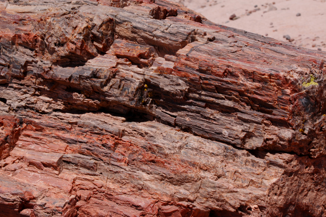 Petrified Tree or Araucarioxylon arizonicum <figure class="photo"><a href="https://www.jungledragon.com/image/151188/petrified_tree_or_araucarioxylon_arizonicum.html" title="Petrified Tree or Araucarioxylon arizonicum"><img src="https://s3.amazonaws.com/media.jungledragon.com/images/5803/151188_thumb.JPG?AWSAccessKeyId=05GMT0V3GWVNE7GGM1R2&Expires=1769040010&Signature=0dl9AzsBJUcj8XgSjOz1eIorS2g%3D" width="102" height="152" alt="Petrified Tree or Araucarioxylon arizonicum Petrified tree in the Arizona Petrified Forest National Park<br />
https://www.jungledragon.com/image/151189/petrified_tree_or_araucarioxylon_arizonicum.html<br />
<br />
There are miles of large petrified tree logs. Colors range the spectrum of the rainbow and caused by the mineral most prominent. <br />
Black=carbon<br />
Green/blue=copper, cobalt or chromium<br />
Yellow=manganese oxides<br />
Purple=manganese<br />
Brown and red=iron oxides Araucarioxylon arizonicum,Geotagged,Minerals,Summer,United States,petrified wood" /></a></figure> Araucarioxylon arizonicum,Geotagged,Summer,United States,petrified wood