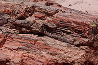 Petrified Tree or Araucarioxylon arizonicum https://www.jungledragon.com/image/151188/petrified_tree_or_araucarioxylon_arizonicum.html Araucarioxylon arizonicum,Geotagged,Summer,United States,petrified wood