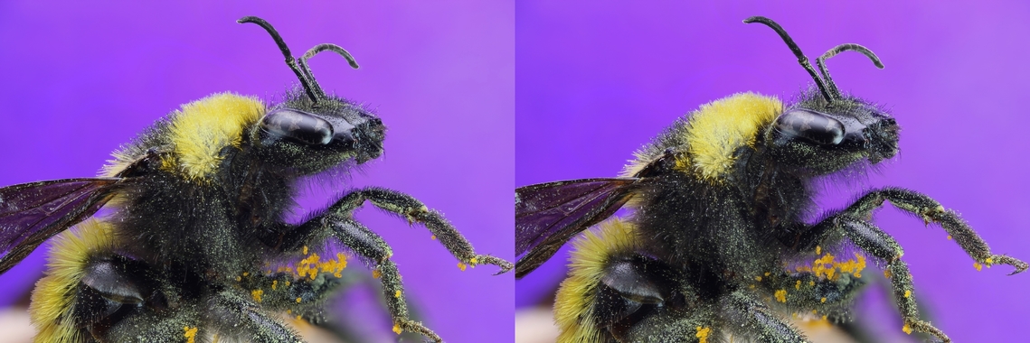Sonoran Bumble Bee or Bombus sonorus 3D parallel-glasses view  f6.3, 2X, ISO100, 1/3sec, 157u, at 53 steps<br />
Use stereo glasses or cross eye view Bombus sonorus,Geotagged,Sonoran Bumble Bee,Summer,United States