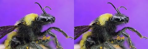 Sonoran Bumble Bee or Bombus sonorus 3D parallel-glasses view  f6.3, 2X, ISO100, 1/3sec, 157u, at 53 steps
Use stereo glasses or cross eye view Bombus sonorus,Geotagged,Sonoran Bumble Bee,Summer,United States