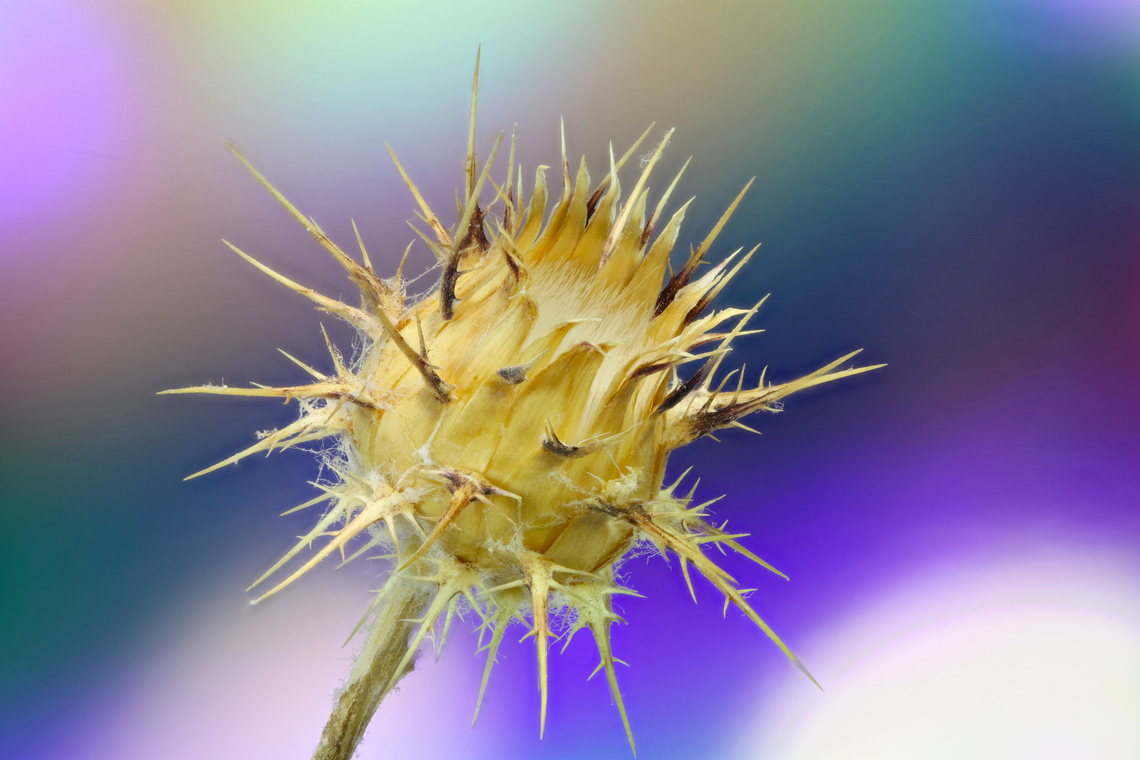 Unknown dry prickly thistle like seed head f8,1.8 sec, 1X, ISO100, 43 Steps at 450 microns per step Geotagged,Summer,United States