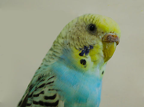 American Parakeet (female) or Melopsittacus undulatus My grand kids bossy bird named 'Tiki'. It bosses around a much larger English Budgie. Budgerigar,Geotagged,Melopsittacus undulatus,Summer,United States,bird,parakeet