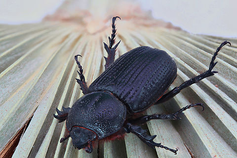 Black beetle or Hemiphileurus illatus 1X, f8, 1/4 sec, ISO100, 450u, at ,45, steps Geotagged,Hemiphileurus illatus,Summer,United States,beetle