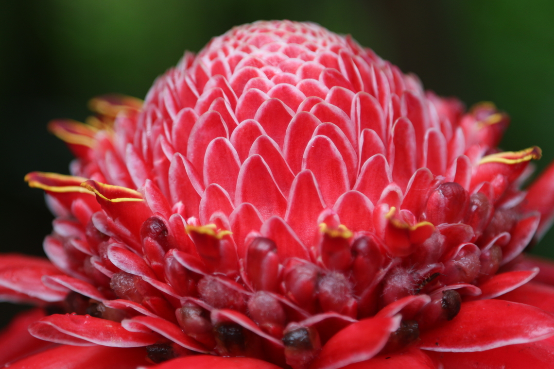 Torch Ginger or Etlingera elatior  Etlingera elatior,Fall,Geotagged,Torch Ginger,United States