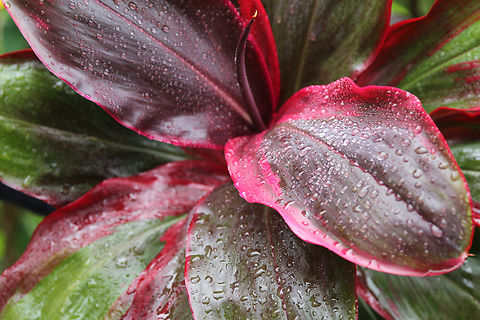 Hawaiian Ti plant or Cordyline fruticosa  Cordyline fruticosa,Fall,Geotagged,Palm Lily,United States