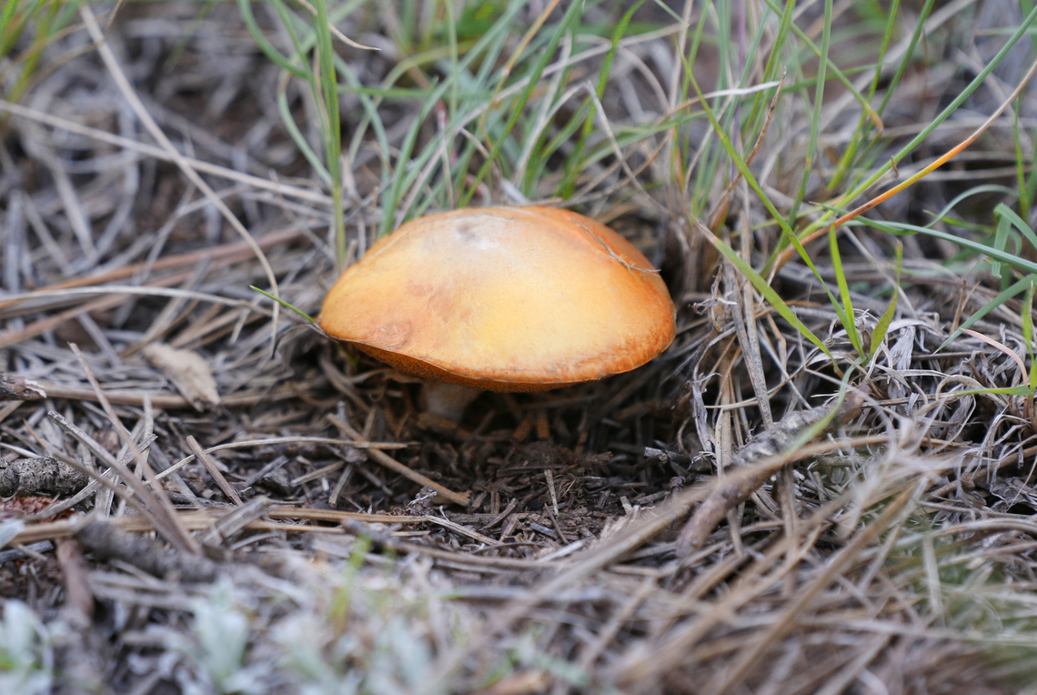 White King Bolete mushroom or Boletus barrowsii Found exactly as described under a forest of Ponderosa pine and is said to be edible. I don't take any chances because of my lack of shoom knowledge and I don't want to die from eating toxic mushrooms.<br />
<figure class="photo"><a href="https://www.jungledragon.com/image/153483/white_king_bolete_mushroom_or_boletus_barrowsii.html" title="White King Bolete mushroom or Boletus barrowsii"><img src="https://s3.amazonaws.com/media.jungledragon.com/images/5803/153483_thumb.JPG?AWSAccessKeyId=05GMT0V3GWVNE7GGM1R2&Expires=1770854410&Signature=l3cDCZg6qg%2B5%2BbkXmMlZJzFVZb4%3D" width="200" height="136" alt="White King Bolete mushroom or Boletus barrowsii  Boletus barrowsii,Geotagged,Summer,United States,mushroom" /></a></figure> Boletus barrowsii,Geotagged,United States,mushroom