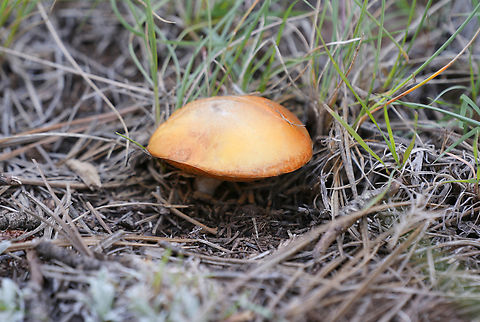White King Bolete mushroom or Boletus barrowsii Found exactly as described under a forest of Ponderosa pine and is said to be edible. I don't take any chances because of my lack of shoom knowledge and I don't want to die from eating toxic mushrooms.
https://www.jungledragon.com/image/153483/white_king_bolete_mushroom_or_boletus_barrowsii.html Boletus barrowsii,Geotagged,United States,mushroom