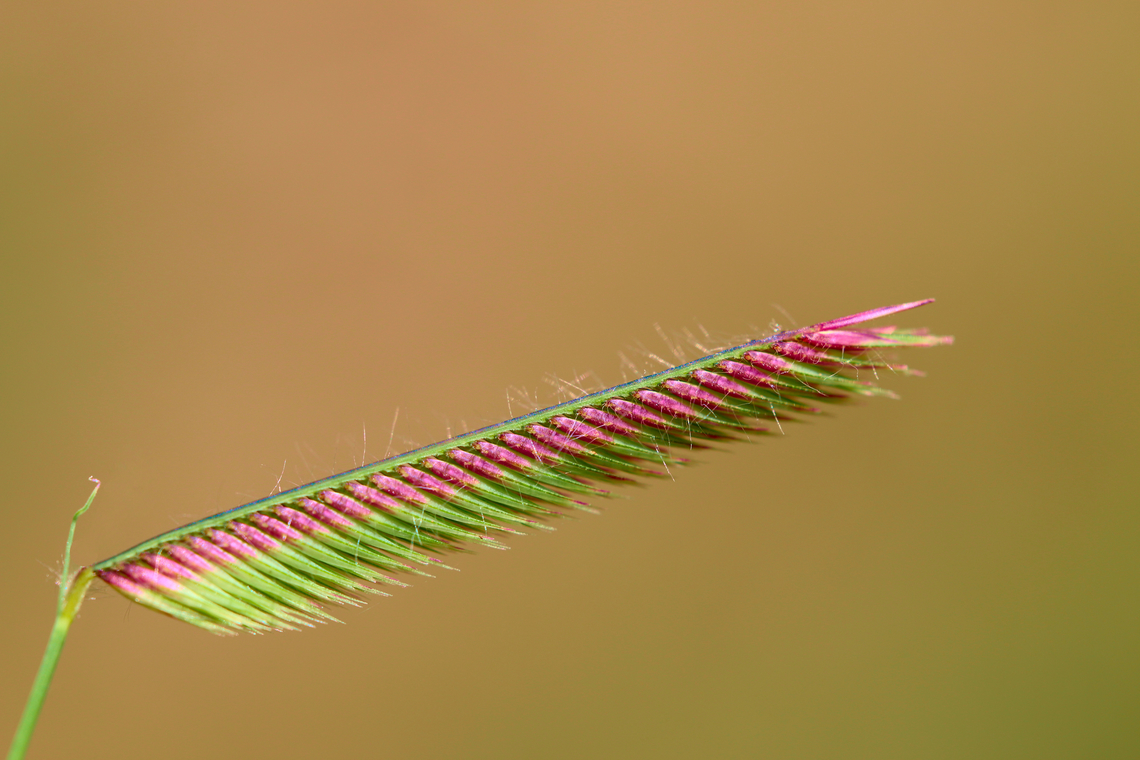 Blue Grama Wild Grass or Bouteloua gracilis The grass seeds looked like a thin black stripe until I held it to the sun and then the brilliant colors jumped out at me. <figure class="photo"><a href="https://www.jungledragon.com/image/135061/blue_grama_or_bouteloua_gracilis.html" title="Blue Grama or Bouteloua gracilis"><img src="https://s3.amazonaws.com/media.jungledragon.com/images/5803/135061_thumb.JPEG?AWSAccessKeyId=05GMT0V3GWVNE7GGM1R2&Expires=1759968010&Signature=6G32sK3DOZmt%2BWdLXr9eW8%2Bv78A%3D" width="200" height="134" alt="Blue Grama or Bouteloua gracilis This grass has a stem with multiple curls which surround the stems of adjacent plants and locks to it. It is the state grass of Colorado and New Mexico<br />
https://www.jungledragon.com/image/153482/blue_grama_wild_grass_or_bouteloua_gracilis.html<br />
When it is seed it looked like a thin black stripe until I held it to the light then the colors jumped out. Blue grama,Bouteloua gracilis,Geotagged,Spring,United States" /></a></figure><br />
 Blue grama,Bouteloua gracilis,Geotagged,Summer,United States,Wild grasses