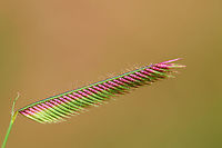 Blue Grama Wild Grass or Bouteloua gracilis The grass seeds looked like a thin black stripe until I held it to the sun and then the brilliant colors jumped out at me. https://www.jungledragon.com/image/135061/unknown_wild_grass_seed_pod_in_black_and_white.html<br />
 Blue grama,Bouteloua gracilis,Geotagged,Summer,United States,Wild grasses