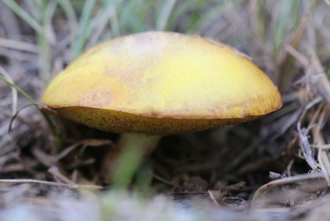 White King Bolete mushroom or Boletus barrowsii  Boletus barrowsii,Geotagged,Summer,United States,mushroom