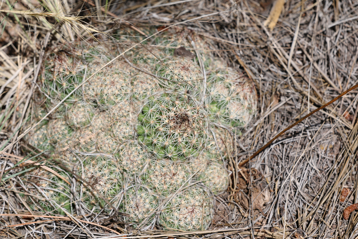 Pineapple Cactus or Coryphantha sulcata possibly subspecies nickelsiae  Coryphantha sulcata,Geotagged,Pineapple Cactus,Summer,United States