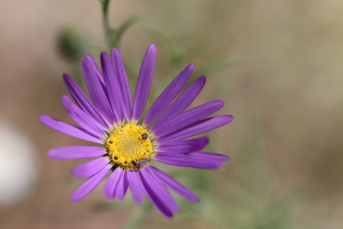 Transyleaf aster or Machaeranthera tanacetifolia Note the two beetles on the flower head Geotagged,Machaeranthera tanacetifolia,Summer,United States,wildflower