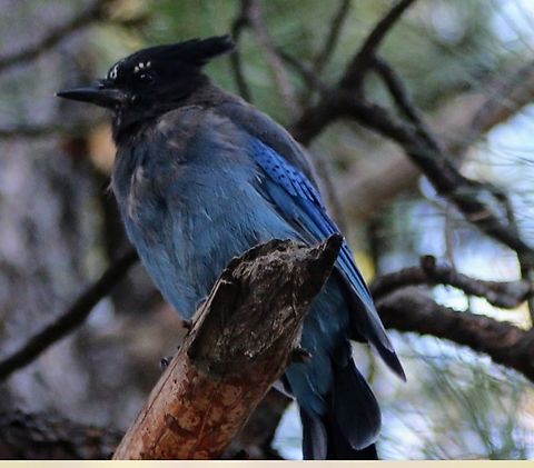 Steller's jay (Cyanocitta stelleri)  Cyanocitta stelleri,Geotagged,Stellers jay,Summer,United States