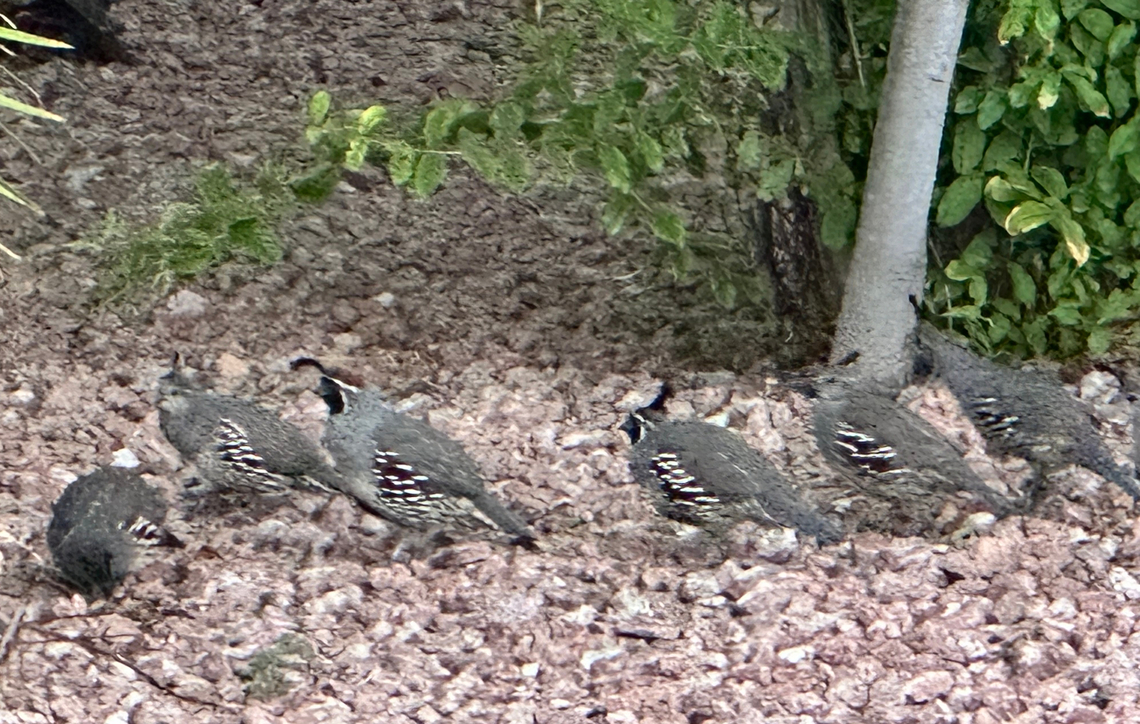Gamble's Quail or Callipepla gambelii Very common in certain parts of the Phoenix, AZ Metro Valley neighborhoods. They mostly walk and fly only for short distances when needed.<br />
<section class="video"><iframe width="448" height="282" src="https://www.youtube-nocookie.com/embed/qnLsB-FC8Pw?hd=1&autoplay=0&rel=0" frameborder="0" allowfullscreen></iframe></section> Callipepla gambelii,Gambel's quail,Gambels quail,Geotagged,Summer,United States