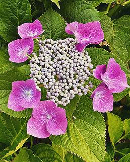 Plum Passion or Hydrangea aspera Fall,Geotagged,Hydrangea aspera,United States