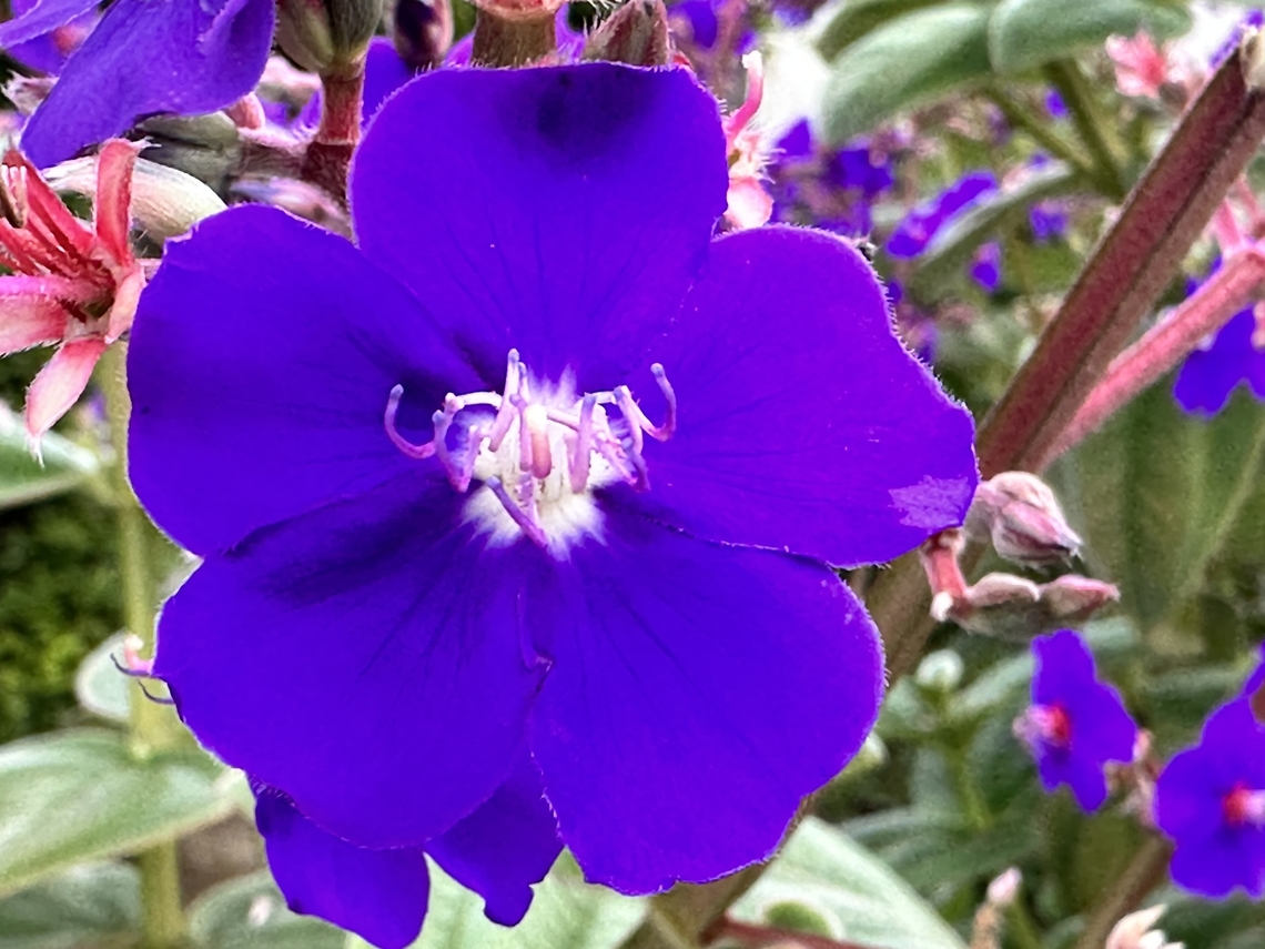 Princess Flower or Tribouchina urvilleana Yes the colors are that brilliant. Fall,Geotagged,Pleroma urvilleanum,United States