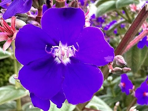 Princess Flower or Tribouchina urvilleana Yes the colors are that brilliant. Fall,Geotagged,Pleroma urvilleanum,United States