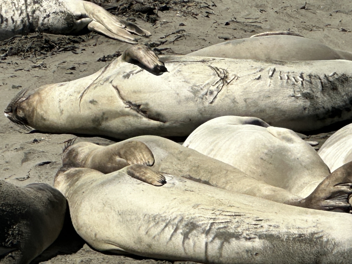Northern Elephant Seal or Mirounga angustirostris Notice the cuts and abrasions. Fights are often and the rocks are sharp but the thick skin and fur help protect vital organs and infection California sea lion,Fall,Geotagged,United States,Zalophus californianus
