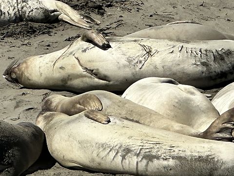Northern Elephant Seal or Mirounga angustirostris Notice the cuts and abrasions. Fights are often and the rocks are sharp but the thick skin and fur help protect vital organs and infection California sea lion,Fall,Geotagged,United States,Zalophus californianus