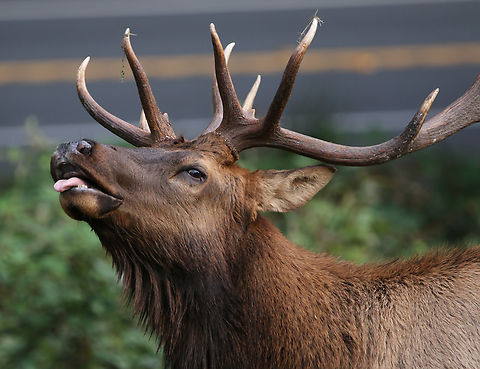 Roosevelt elk or Cervus canadensis roosevelti Was within 20 feet of our RV front door along with a herd of 10 females and 15 juveniles Cervus canadensis roosevelti,Fall,Geotagged,Roosevelt elk,United States