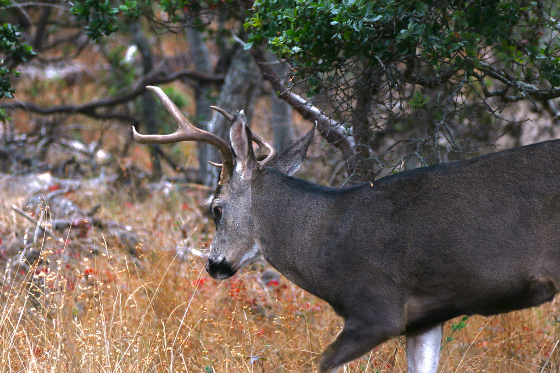 California mule deer Buck or Odocoileus hemionus californicus Outside our RV by 12 feet in a camp gound in Monterey, CA California mule deer,Fall,Geotagged,Odocoileus hemionus californicus,United States