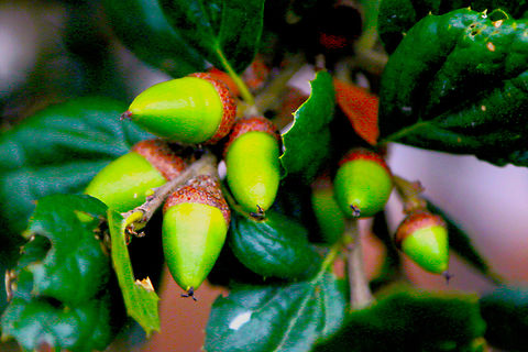 Coast Live Oak acorn or Quercus agrifolia  Coast live oak,Fall,Geotagged,Quercus agrifolia,United States