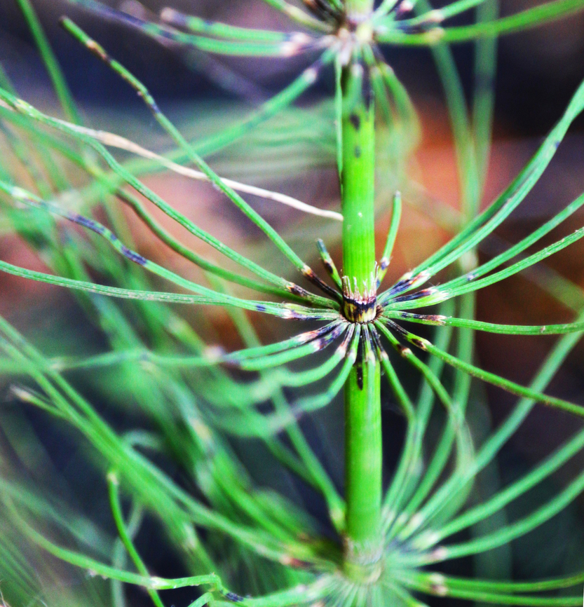 Horsetail or Equisetum arvense in Muir Redwood forest  Equisetum arvense,Fall,Field horsetail,Geotagged,United States