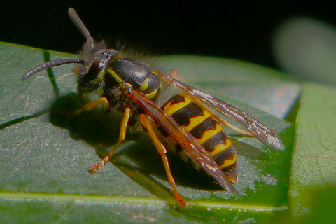 Western Yellowjacket or Vespula pensylvanicia in MUIR WOODS NATIONAL Redwood forest  Fall,Geotagged,United States,Vespula pensylvanica,Western yellowjacket