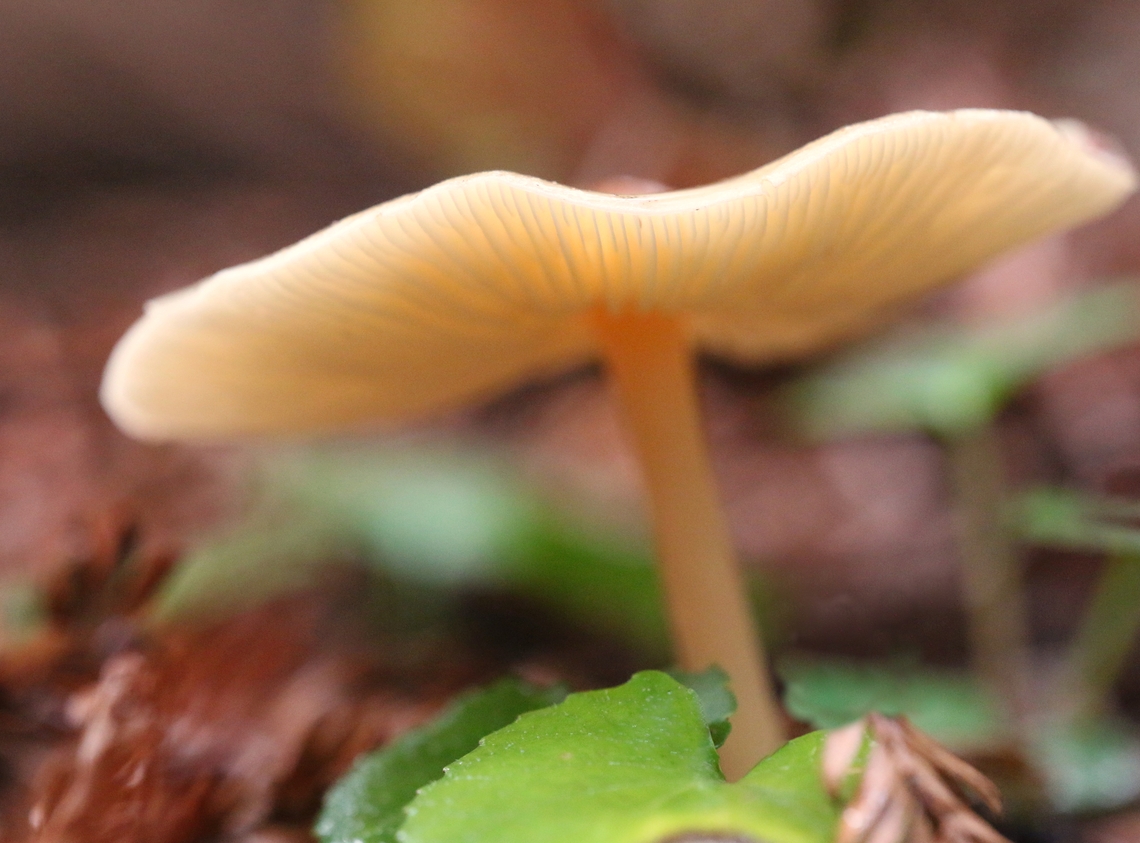 Common Bonnett or Mycena galericulata Jedediah Smith Redwoods State Park California Fall,Geotagged,Mycena galericulata,Rosy-gill fairy helmet,United States,mushroom