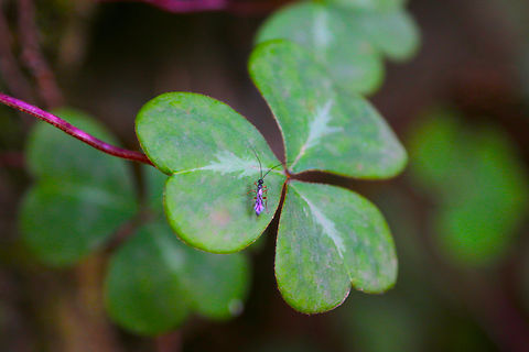 Redwood Sorrel or Oxalis oregana,with small wasp Muir Redwood forest Fall,Geotagged,Oxalis oregana,United States