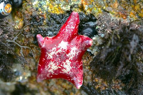Bat Star or Patiria miniata Asilomar Monterey, Ca State beach
they come is several colors
https://www.jungledragon.com/image/154270/bat_star_or_patiria_miniata.html Bat star,Fall,Geotagged,Patiria miniata,Starfish,United States
