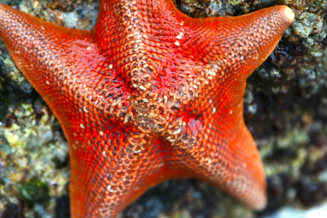 Bat Star or Patiria miniata They come in different colors Bat star,Fall,Geotagged,Patiria miniata,United States,starfish