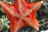 Bat Star or Patiria miniata They come in different colors Bat star,Fall,Geotagged,Patiria miniata,United States,starfish