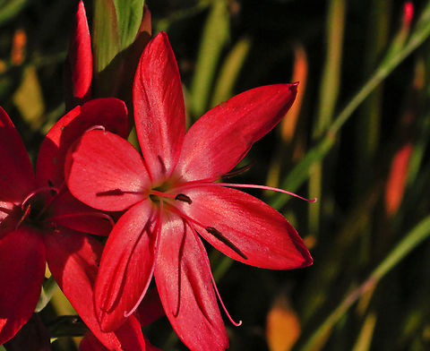 Kaleidoscope Hybrid or Abelia x grandiflora Shore Acres Garden, Sunset Bay Oregon Fall,Geotagged,Linnaea &times; grandiflora,United States,flower