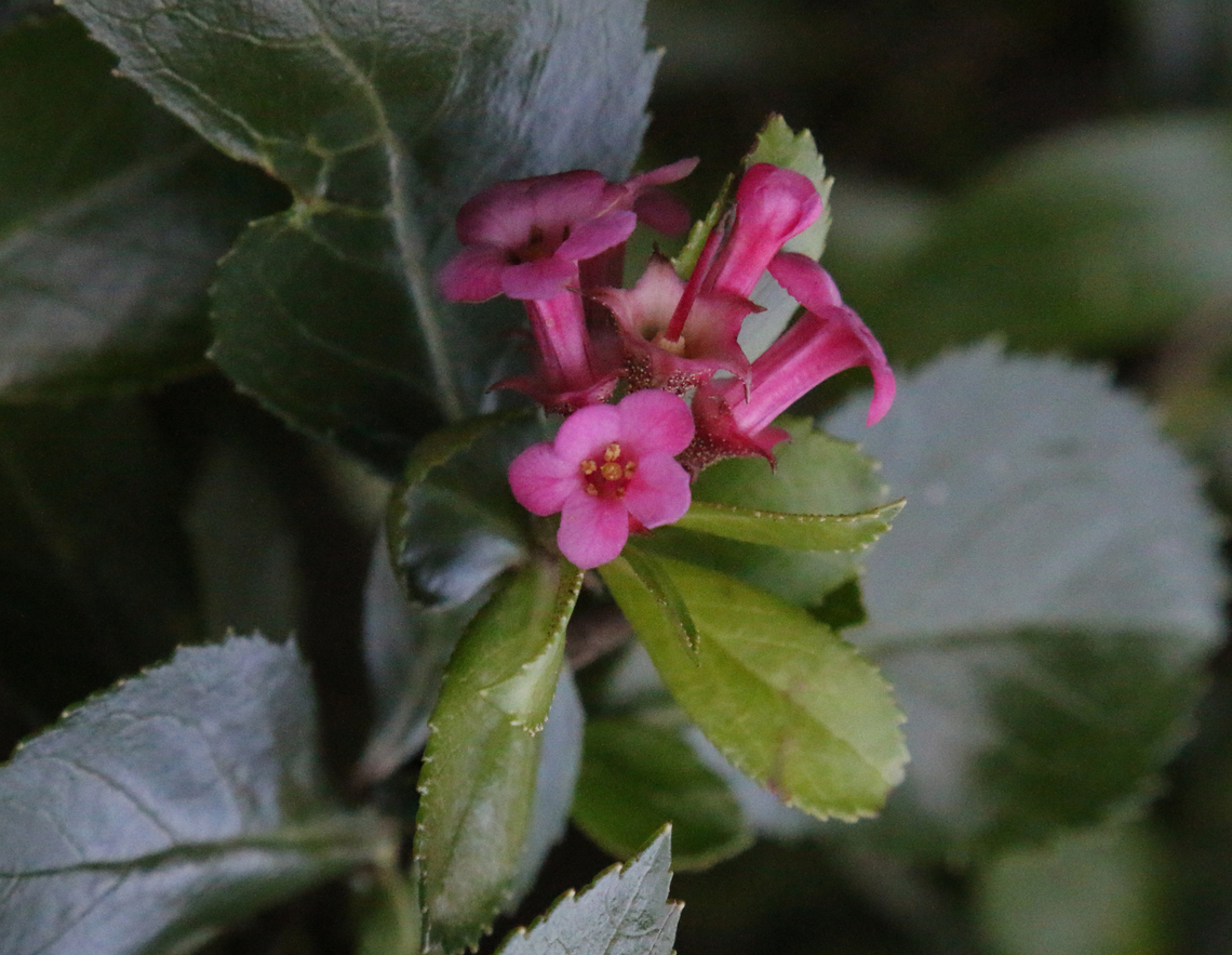 Redclaws or Red escallonia or Escallonia rubra Shore Acres Garden, Sunset Bay Oregon Escallonia rubra,Fall,Flowers,Geotagged,United States