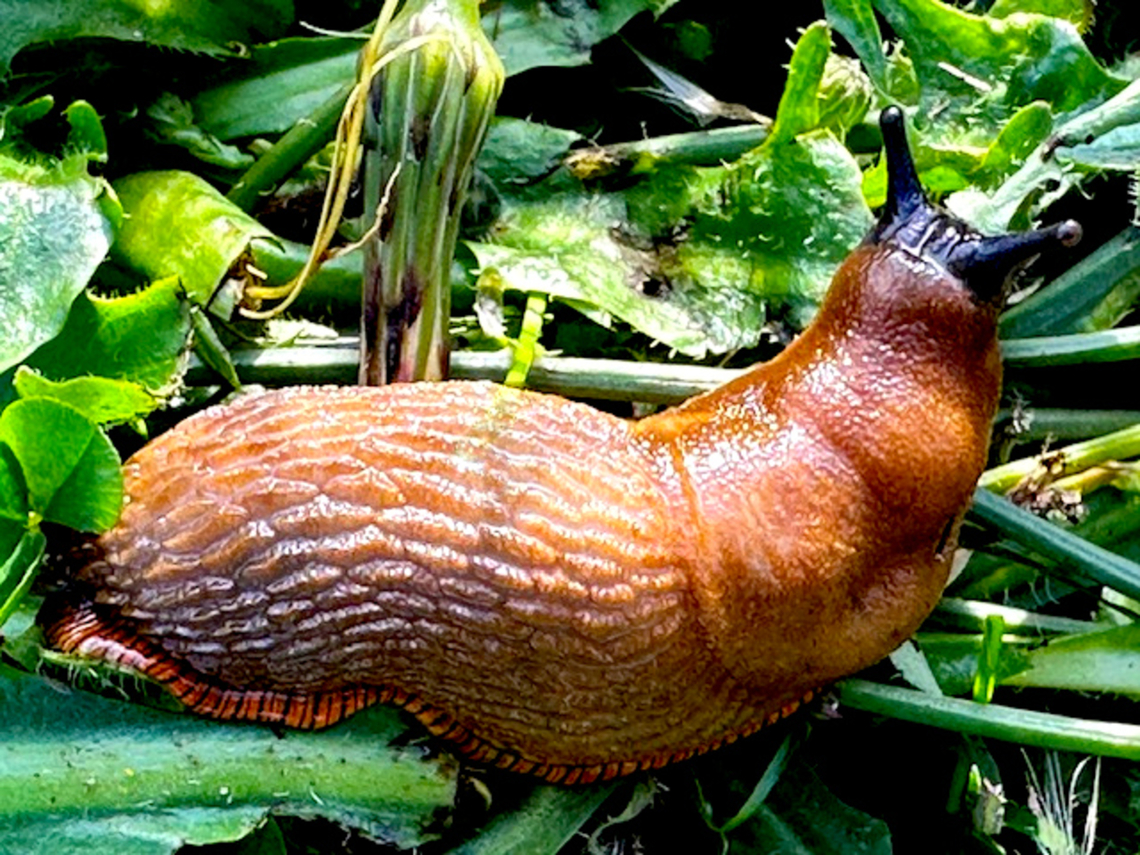 Brown slug or Arion distinctus Major crop and garden pest<br />
 Arion distinctus,Geotagged,United States,slug