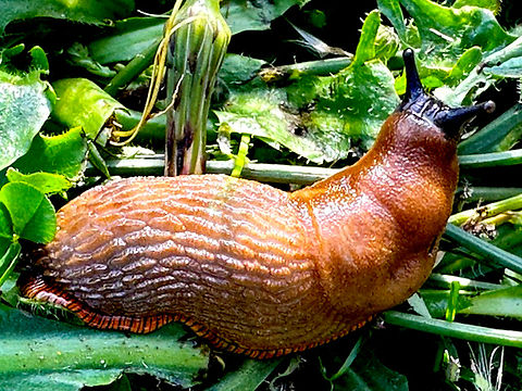 Brown slug or Arion distinctus Major crop and garden pest
Arion distinctus,Geotagged,United States,slug