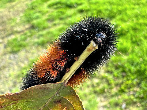 Woolybear Caterpillar is the Isabella Tiger Moth Pyrrharctia isabella  Banded woolly bear,Fall,Geotagged,Pyrrharctia isabella,United States,United States Tiger Moth caterpillar