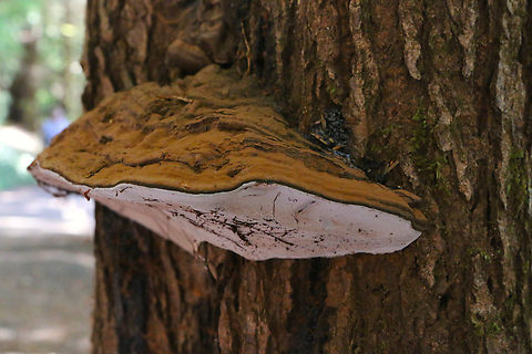 Artist Cronk or Ganoderma applanatum At the Lewis and Clark National Historical Park Artist's Fungus,Fall,Ganoderma applanatum,Geotagged,United States