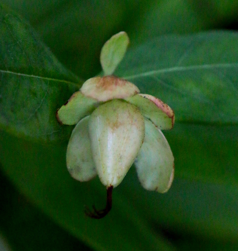 Aarons Beard or Hypericum calycinum  at Acres Garden Sunset Bay Oregon Fall,Geotagged,Hypericum calycinum,Rose-of-Sharon,United States