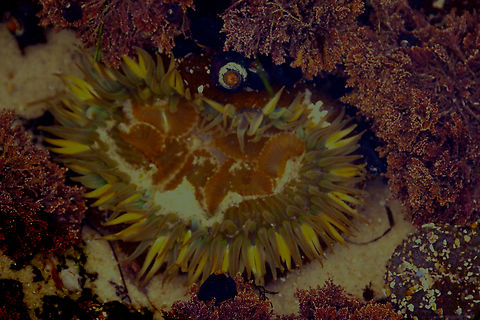 Aggregating Anemone or Anthopleura elegantissima Monterey CA Monterey CA Aggregating anemone,Anemone,Anthopleura elegantissima,Fall,Geotagged,United States