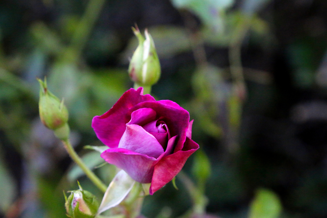 Burgundy Iceberg Rose Rosaceae Fall,Geotagged,Rose,United States