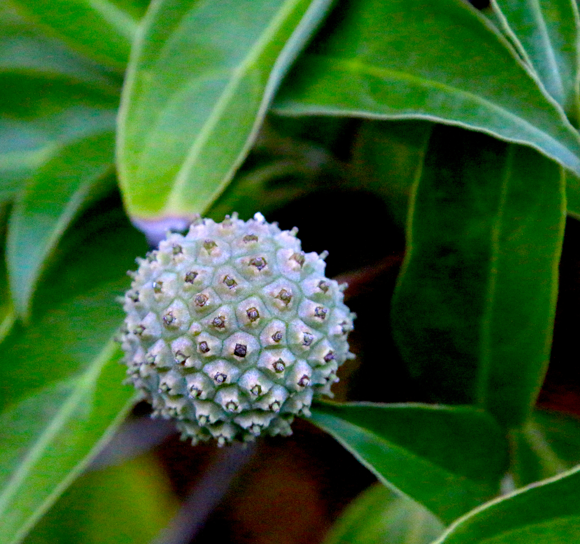Dogwood or Cornus capitata  Cornus capitata,Dogwood tree,Fall,Geotagged,United States