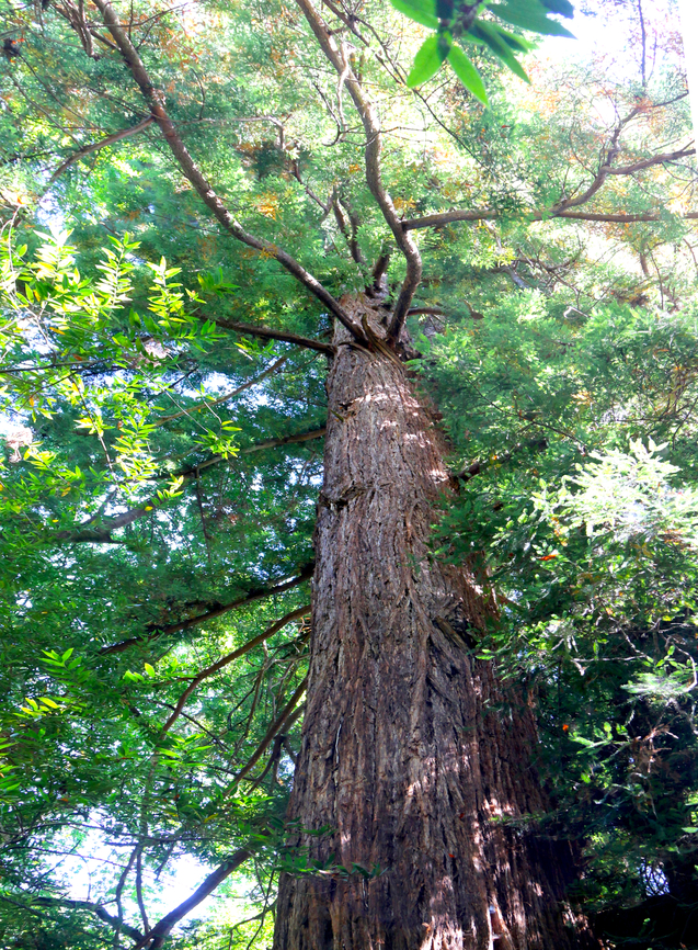 Giant Cost Redwood or Sequoia sempervirens <figure class="photo"><a href="https://www.jungledragon.com/image/154335/giant_coast_redwood_or_sequoia_sempervirens.html" title="Giant Coast Redwood or Sequoia sempervirens"><img src="https://s3.amazonaws.com/media.jungledragon.com/images/5803/154335_thumb.JPG?AWSAccessKeyId=05GMT0V3GWVNE7GGM1R2&Expires=1763596810&Signature=l7PFvgYjAlZEJzkJl6YqkPssvds%3D" width="200" height="134" alt="Giant Coast Redwood or Sequoia sempervirens Leggett, CA. Hole 6 feet wide and 6.75 feet tall was cut in 1937 to compete with a similar tree in Yosemite National Park. There are several drive through trees in the area from a bygone era . Fall,Geotagged,Sequoia sempervirens,United States" /></a></figure> Fall,Geotagged,Sequoia sempervirens,United States