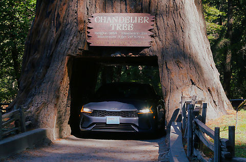 Giant Coast Redwood or Sequoia sempervirens Leggett, CA. Hole 6 feet wide and 6.75 feet tall was cut in 1937 to compete with a similar tree in Yosemite National Park. There are several drive through trees in the area from a bygone era . Fall,Geotagged,Sequoia sempervirens,United States