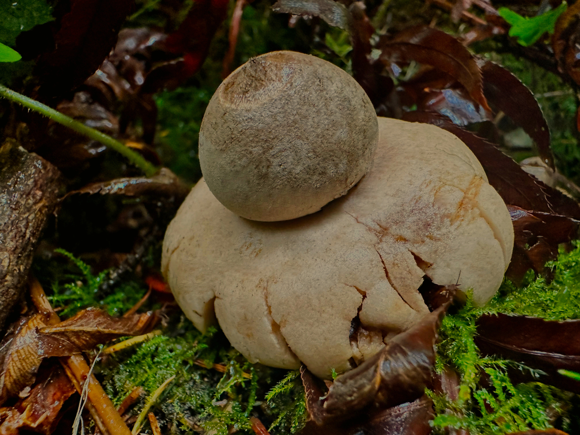 Fringed Earthstar or Geastrum saccatum Hoh rain forest Fall,Geadtrum fimbriatum,Geastrum fimbriatum,Geastrum saccatum,Geotagged,Hygroscopic earthstar,Rounded earthstar,United States