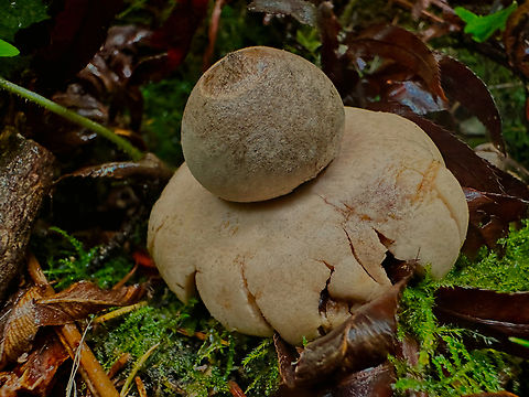 Fringed Earthstar or Geastrum saccatum Hoh rain forest Fall,Geadtrum fimbriatum,Geastrum fimbriatum,Geastrum saccatum,Geotagged,Hygroscopic earthstar,Rounded earthstar,United States
